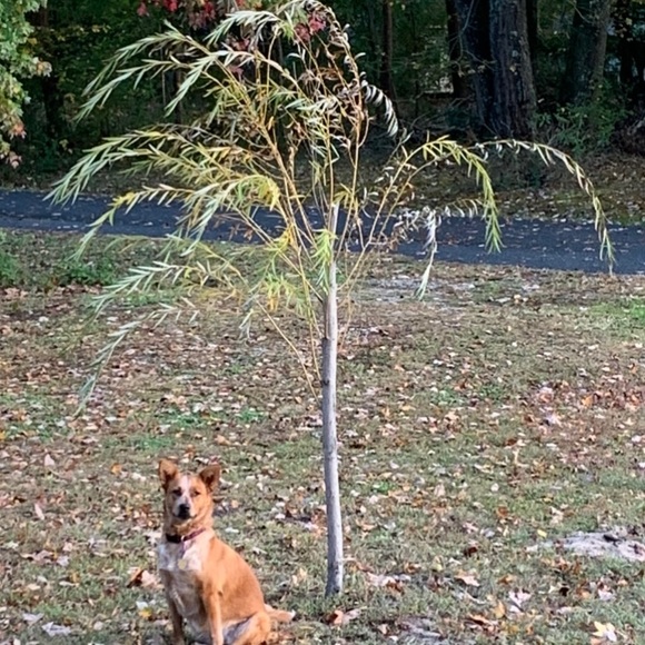 Meet your Posher, Kathy - Picture 3 of 8